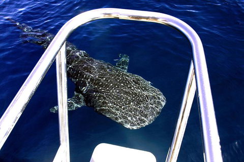 VIP Luxury Chartered Escapes, Exploring The Reef At Your Own Pace - Holiday Adelaide 11