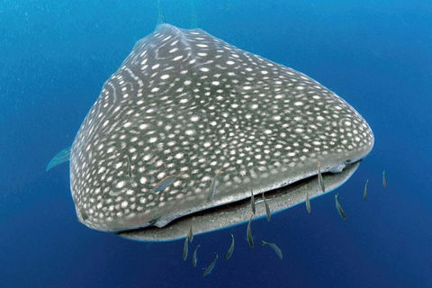 VIP Luxury Chartered Escapes, Exploring The Reef At Your Own Pace - Holiday Adelaide 46