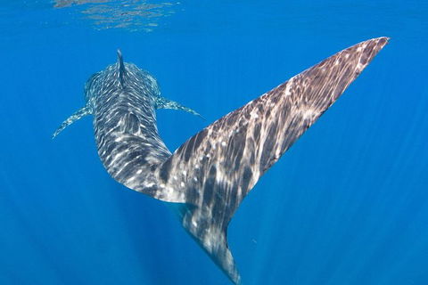 VIP Luxury Chartered Escapes, Exploring The Reef At Your Own Pace - Holiday Adelaide 37