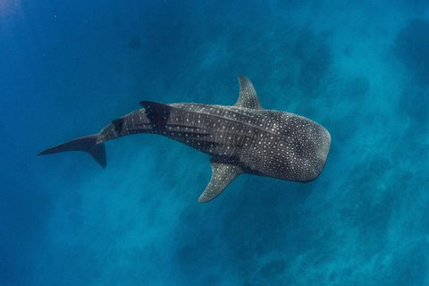 VIP Luxury Chartered Escapes, Exploring The Reef At Your Own Pace - Holiday Adelaide 34