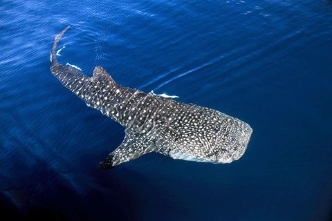 VIP Luxury Chartered Escapes, Exploring The Reef At Your Own Pace - Holiday Adelaide 30