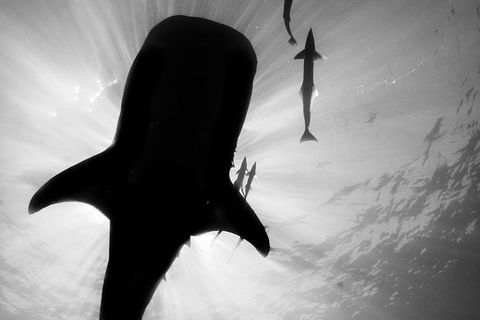 VIP Luxury Chartered Escapes, Exploring The Reef At Your Own Pace - Holiday Adelaide 16