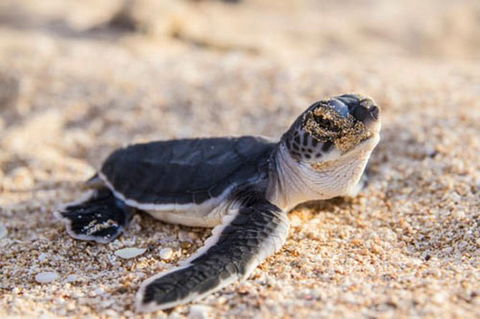 VIP Luxury Chartered Escapes, Exploring The Reef At Your Own Pace - Holiday Adelaide 28