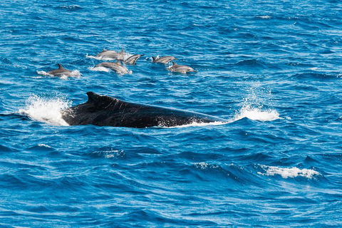 VIP Luxury Chartered Escapes, Exploring The Reef At Your Own Pace - Holiday Adelaide 19