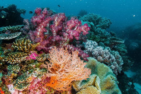 VIP Luxury Chartered Escapes, Exploring The Reef At Your Own Pace - Holiday Adelaide 33