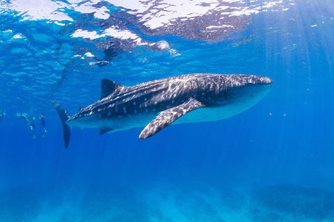 VIP Luxury Chartered Escapes, Exploring The Reef At Your Own Pace - Holiday Adelaide 9