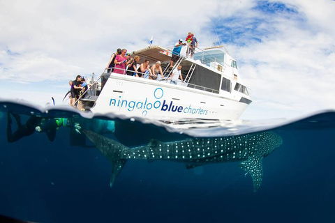VIP Luxury Chartered Escapes, Exploring The Reef At Your Own Pace - Holiday Adelaide 2