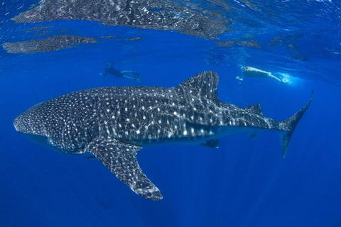 VIP Luxury Chartered Escapes, Exploring The Reef At Your Own Pace - Holiday Adelaide 31