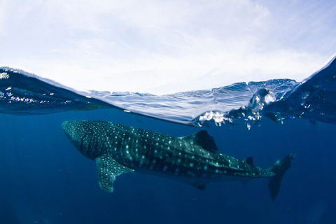 VIP Luxury Chartered Escapes, Exploring The Reef At Your Own Pace - Holiday Adelaide 51