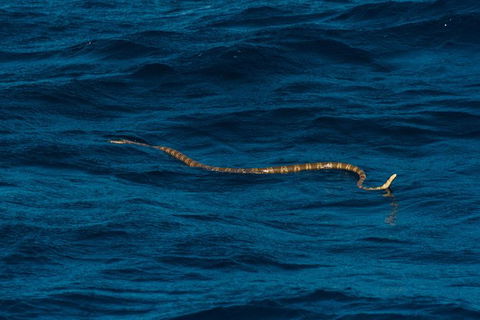 VIP Luxury Chartered Escapes, Exploring The Reef At Your Own Pace - Holiday Adelaide 23