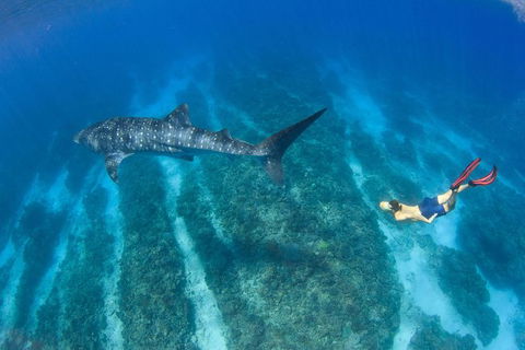VIP Luxury Chartered Escapes, Exploring The Reef At Your Own Pace - Holiday Adelaide 47