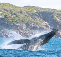 Jet Boat Whale Watching Safari from Dunsborough - Holiday Adelaide