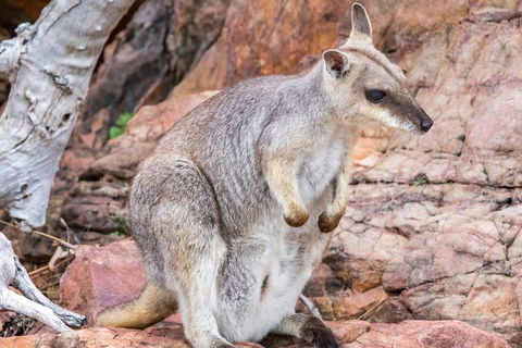 Lake Argyle Sunset Magic Cruise Departing Kununurra - Holiday Adelaide 3