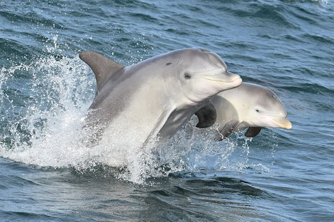 Mandurah Dolphin And Scenic Marine Cruise - Holiday Adelaide 12