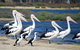Mandurah Dolphin And Scenic Marine Cruise - thumb 7
