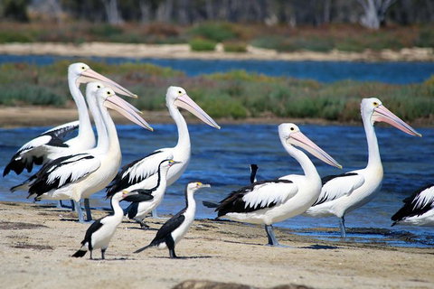 Mandurah Dolphin And Scenic Marine Cruise - Holiday Adelaide 7