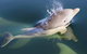 Mandurah Dolphin And Scenic Marine Cruise - thumb 4