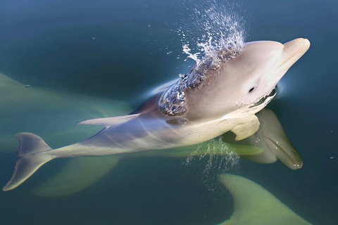 Mandurah Dolphin And Scenic Marine Cruise - Holiday Adelaide 4