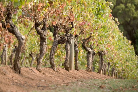 Vasse Felix Winery Tour And Tasting - Holiday Adelaide 3