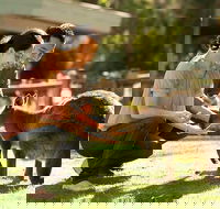 Very Best of Perth Tour - Wildlife Park  City Highlights Tour - Holiday Adelaide