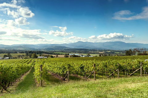 Yarra Valley Icons Guns Tour From Melbourne Including Lunch And Local Guide - Holiday Adelaide 1