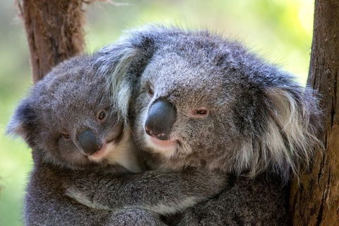 Yarra Valley Private Tour Including Healesville Sanctuary And Wineries - Holiday Adelaide 1