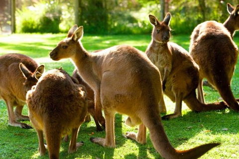 Steam Train, Yarra Valley & Healesville Wildlife Sanctuary Full Day Tour - Holiday Adelaide 1