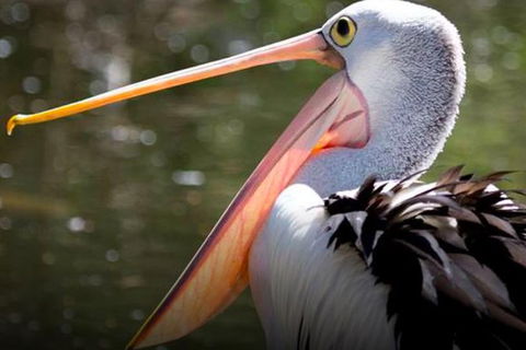 Steam Train, Yarra Valley & Healesville Wildlife Sanctuary Full Day Tour - Holiday Adelaide 4