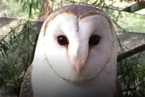 Steam Train, Yarra Valley & Healesville Wildlife Sanctuary Full Day Tour - Holiday Adelaide 5