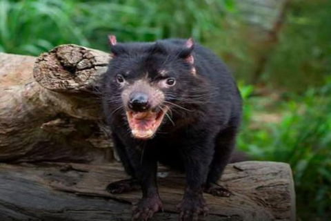 Steam Train, Yarra Valley & Healesville Wildlife Sanctuary Full Day Tour - Holiday Adelaide 8