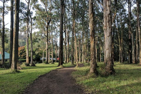 Yarra Valley Rainforest Hike And Winery Tour - Holiday Adelaide 3