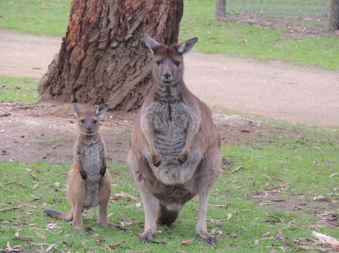 Ballarat And Sovereign Hill Day Tour With Optional Wildlife Park From Melbourne - Holiday Adelaide 2