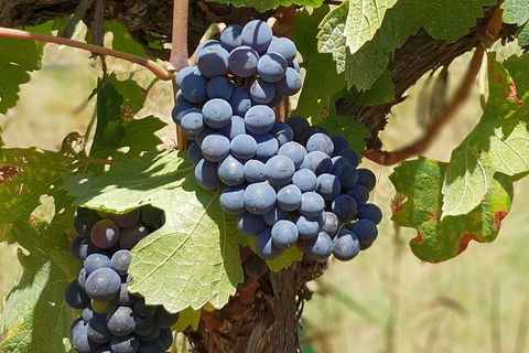Wine Tasting Tour In The Yarra Valley - Holiday Adelaide 1
