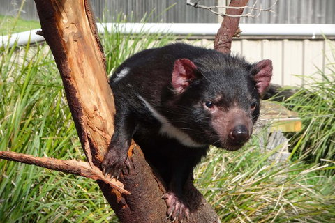 Tasmania 6 Day \'Tour In Circle\' - Holiday Adelaide 1