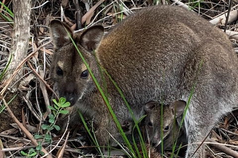 Wineglass Bay And Freycinet National Park Active Day Trip From Hobart - Holiday Adelaide 32