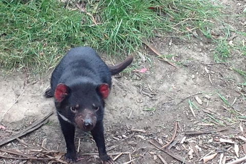 South East Food, Sightseeing Private Tour With The Tasmanian Devil Unzoo - Holiday Adelaide 0