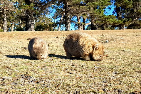 2-Day: Hiking Tour: Maria Island & Mount Field - Holiday Adelaide 3