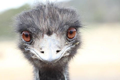ZOODOO ZOO Tour, Meet The Famous Tasmanian Devil, Cuddle A Kangaroo, Feed A Lion - Holiday Adelaide 1