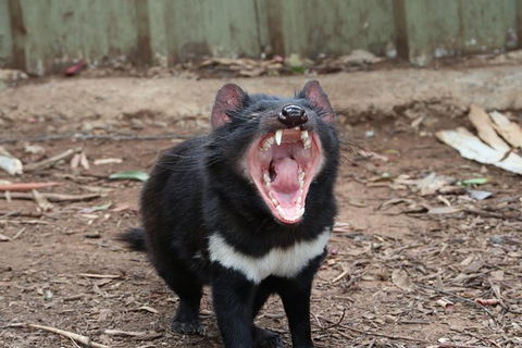 ZOODOO ZOO Tour, Meet The Famous Tasmanian Devil, Cuddle A Kangaroo, Feed A Lion - Holiday Adelaide 0