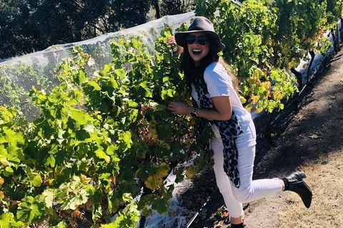 Valleys Of Vino Tour - Holiday Adelaide 1