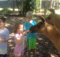 Unguided Family Llama Walk