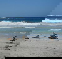 Kangaroo Island in a Day Tour from Adelaide - Holiday Adelaide