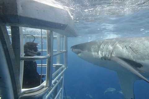 White Shark Tour With Optional Cage Dive From Port Lincoln - Holiday Adelaide 1