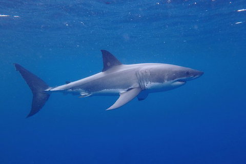 White Shark Tour With Optional Cage Dive From Port Lincoln - Holiday Adelaide 5