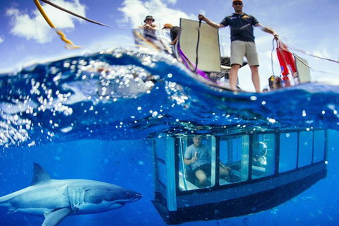 White Shark Tour With Optional Cage Dive From Port Lincoln - Holiday Adelaide 3