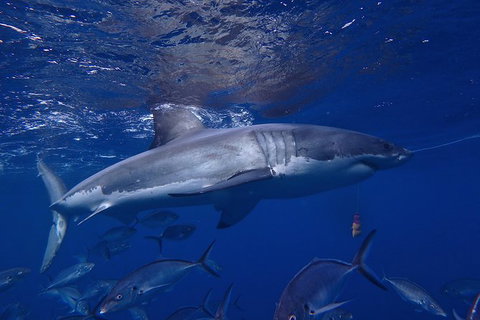 White Shark Tour With Optional Cage Dive From Port Lincoln - Holiday Adelaide 6