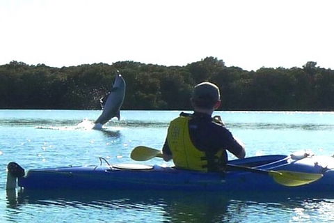 Adelaide Dolphin Sanctuary And Ships Graveyard Kayak Tour - Holiday Adelaide 2