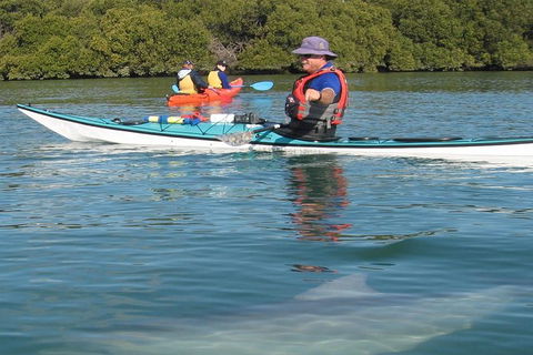 Adelaide Dolphin Sanctuary And Ships Graveyard Kayak Tour - Holiday Adelaide 5