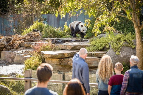 Adelaide Zoo Behind The Scenes Experience: Panda And Friends Tour - Holiday Adelaide 0