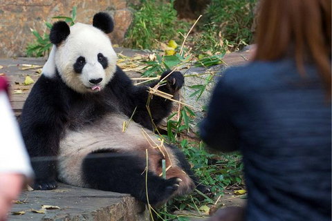 Adelaide Zoo Behind The Scenes Experience: Panda And Friends Tour - Holiday Adelaide 1